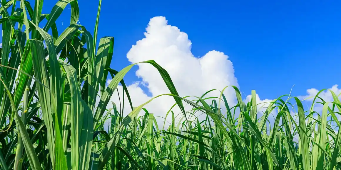 環境アセスメントimg｜【テスト】株式会社南西環境研究所