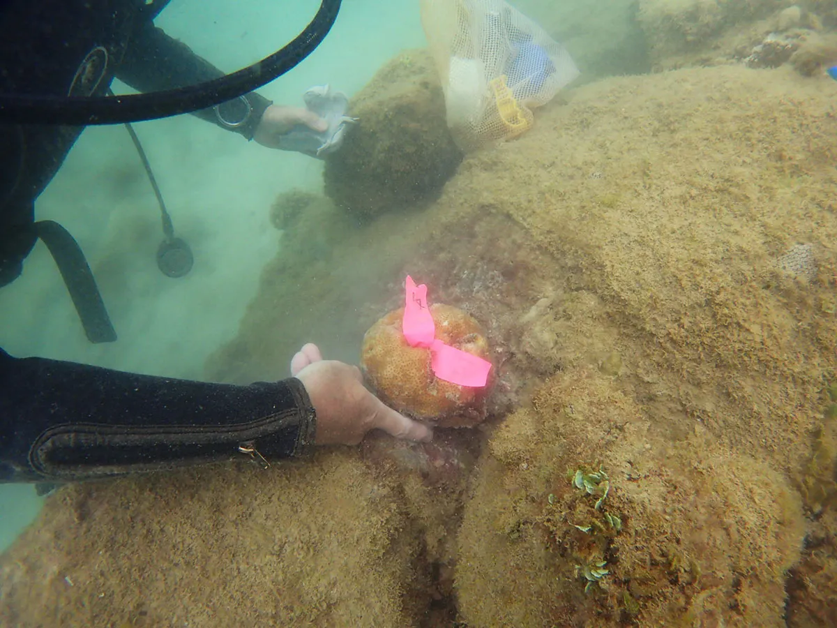 海域動植物調査img1｜【テスト】株式会社南西環境研究所