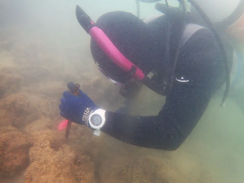 海域動植物調査img2｜【テスト】株式会社南西環境研究所