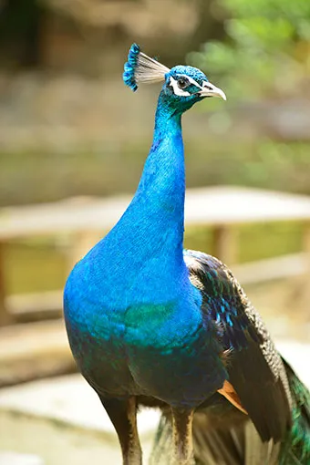 外来生物対策img2｜【テスト】株式会社南西環境研究所