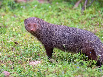 外来生物対策img3｜【テスト】株式会社南西環境研究所