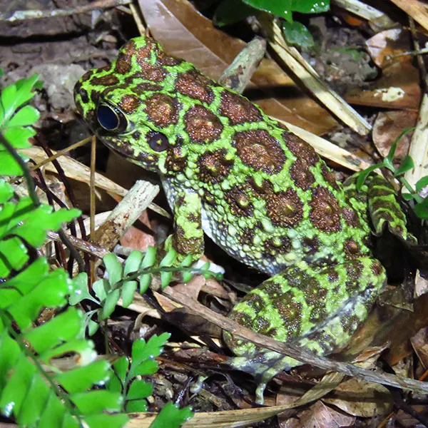 自然環境調査slide1｜【テスト】株式会社南西環境研究所