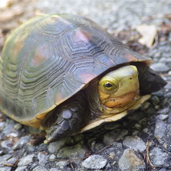 自然環境調査slide2｜【テスト】株式会社南西環境研究所