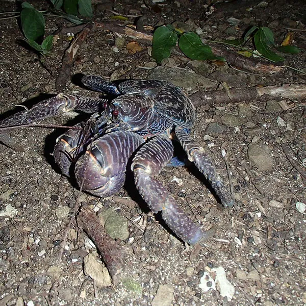 自然環境調査slide3｜【テスト】株式会社南西環境研究所