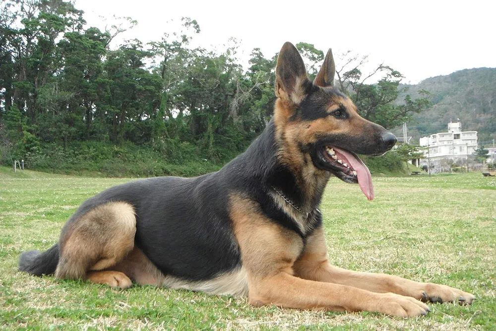 研究・開発img1｜【テスト】株式会社南西環境研究所