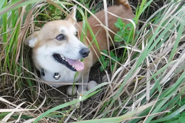 研究・開発img3｜【テスト】株式会社南西環境研究所