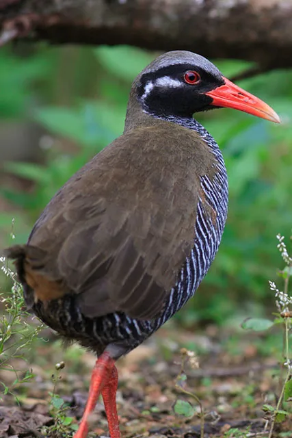 資格保有数と実績02｜【テスト】株式会社南西環境研究所