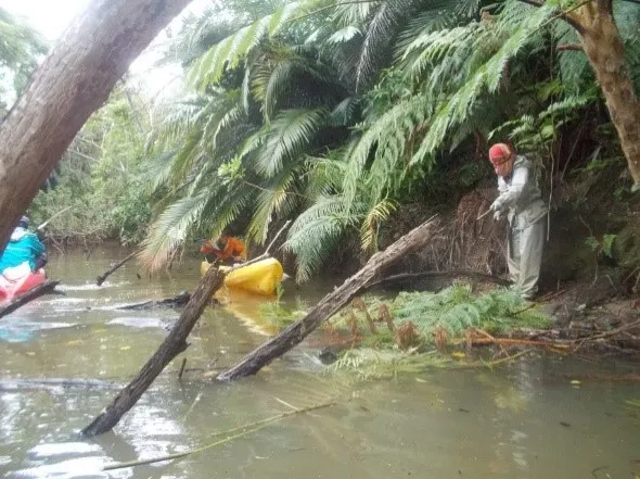 シロアゴガエルの根絶宣言