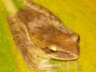 シロアゴガエルの根絶宣言！